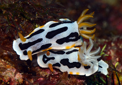 Chromodoris dianae
