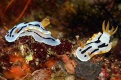 Chromodoris dianae