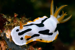 Chromodoris dianae