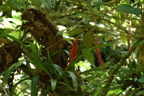 Image of Flaming sword by (c) Cajá-manga, some rights reserved (CC BY)