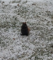 Sciurus carolinensis