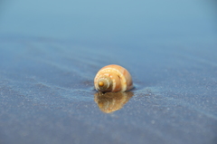 Buccinanops cochlidium