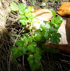 Apium prostratum filiforme