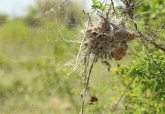 Stegodyphus dumicola