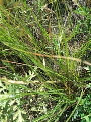 Nassella leucotricha