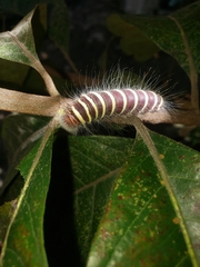 Pyrrhopyge charybdis