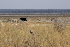 Stegodyphus dumicola