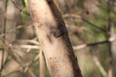 Hamadryas glauconome