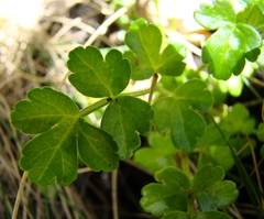 Apium prostratum filiforme