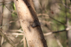 Hamadryas glauconome