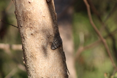 Hamadryas glauconome