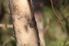 Hamadryas glauconome