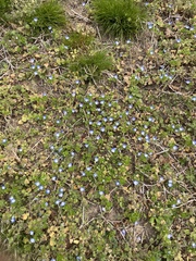 Veronica persica