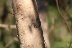 Hamadryas glauconome