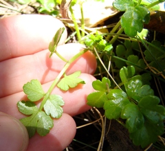 Apium prostratum filiforme