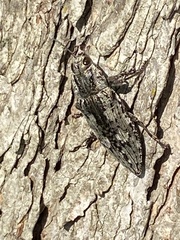 Texania fulleri