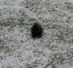 Sciurus carolinensis