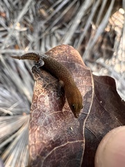 Sphaerodactylus argivus