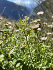 Erigeron karvinskianus image