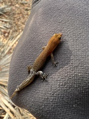 Sphaerodactylus argivus