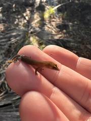 Sphaerodactylus argivus