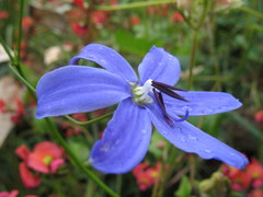 Agrostocrinum scabrum