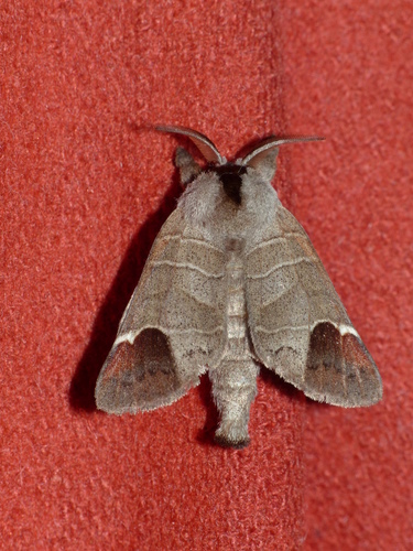 Clostera curtula