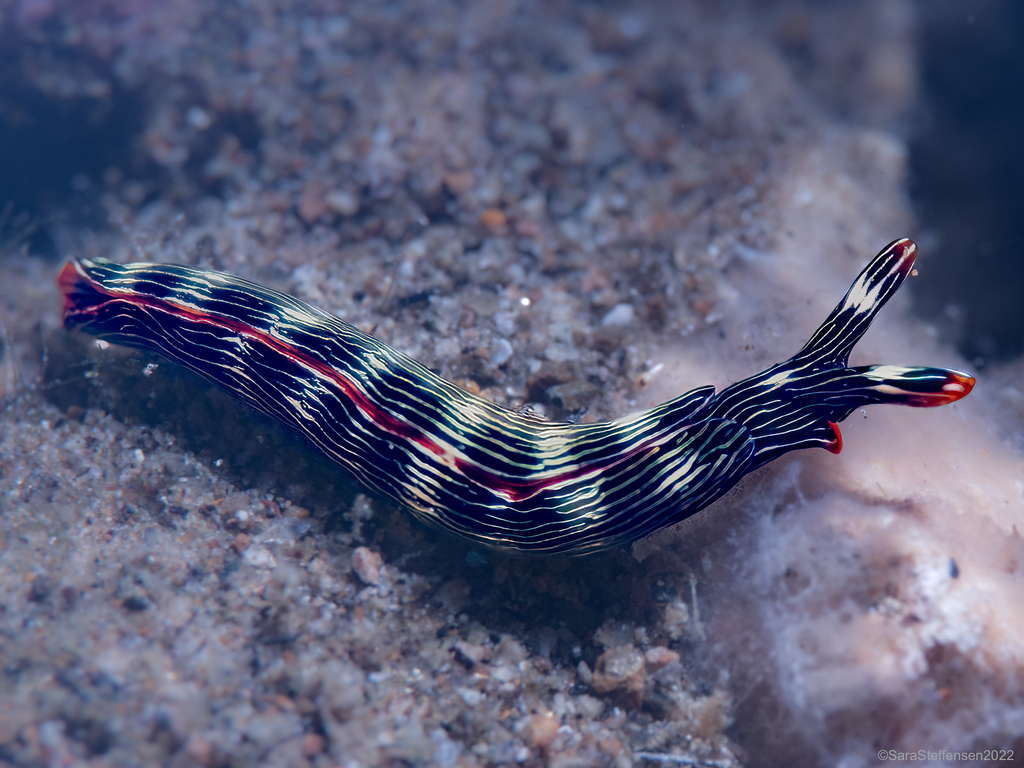 Photo of Graceful thuridilla (Thuridilla gracilis)