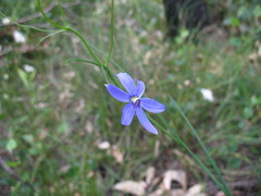 Agrostocrinum scabrum