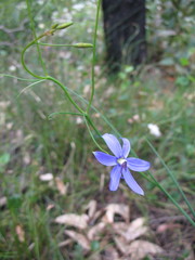 Agrostocrinum scabrum