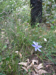 Agrostocrinum scabrum