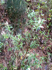 Veronica stricta stricta