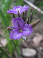 Thysanotus multiflorus
