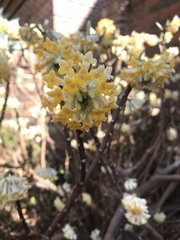 Edgeworthia