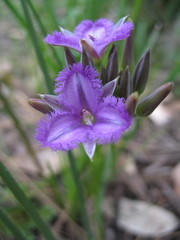 Thysanotus multiflorus