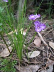 Thysanotus multiflorus