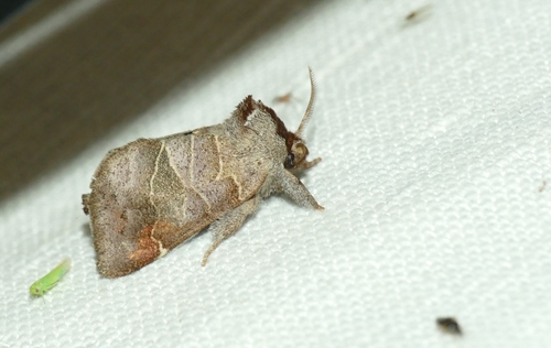 Clostera pigra