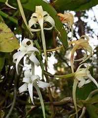 Cyrtorchis