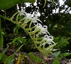 Cyrtorchis