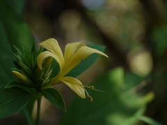 Barleria prionitis