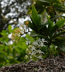 Cyrtorchis