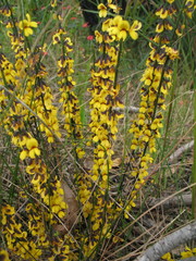 Sphaerolobium medium