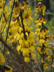 Sphaerolobium medium