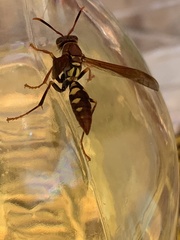 Polistes versicolor