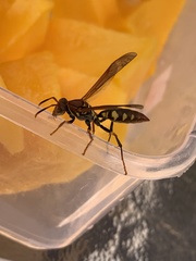 Polistes versicolor