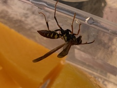 Polistes versicolor