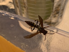 Polistes versicolor