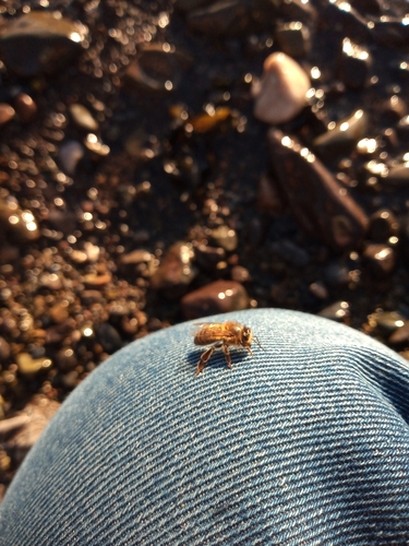 Western honey bee