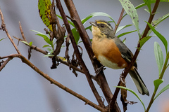 Microspingus lateralis