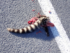 Genetta genetta genetta